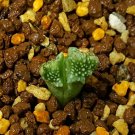 20Pcs a set C.khamiesbergense LAV.27294 Seed ProQgf