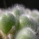 20Pcs a set c.LAV.26767A Seed ProQgf