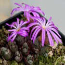 20Pcs a set c.luckhoffii CR1412 Seed ProQgf