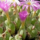 20Pcs a set c.marginatum Areb Seed ProQgf