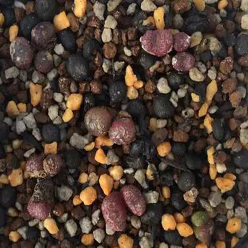 20Pcs a set C.minusculum ARM388A Seed ProQgf