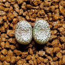 20Pcs a set C.Obcordellum V. ceresianum Stayneri Seed ProQgf