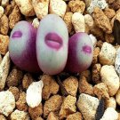 20Pcs a set c.pageae H&B 1195 Komkans Seed ProQgf
