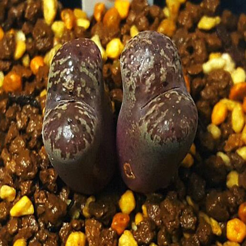 20Pcs a set C.pellucidum ssp . pellucidum var.neohallii Seed ProQgf