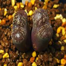 20Pcs a set C.pellucidum ssp . pellucidum var.neohallii Seed ProQgf