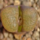 20Pcs a set c.verrucosum EH980 Seed ProQgf
