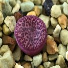 20Pcs a set conophytum  SB1193 Seed ProQgf