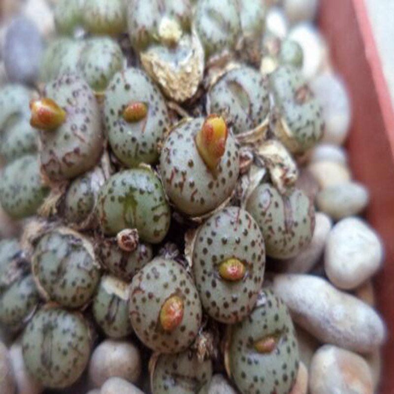 20Pcs a set conophytum  TS 863 Seed ProQgf