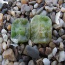 20Pcs a set CONOPHYTUM 1410.654 Seed ProQgf