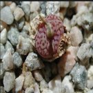 20Pcs a set CONOPHYTUM 1410.842 Seed ProQgf