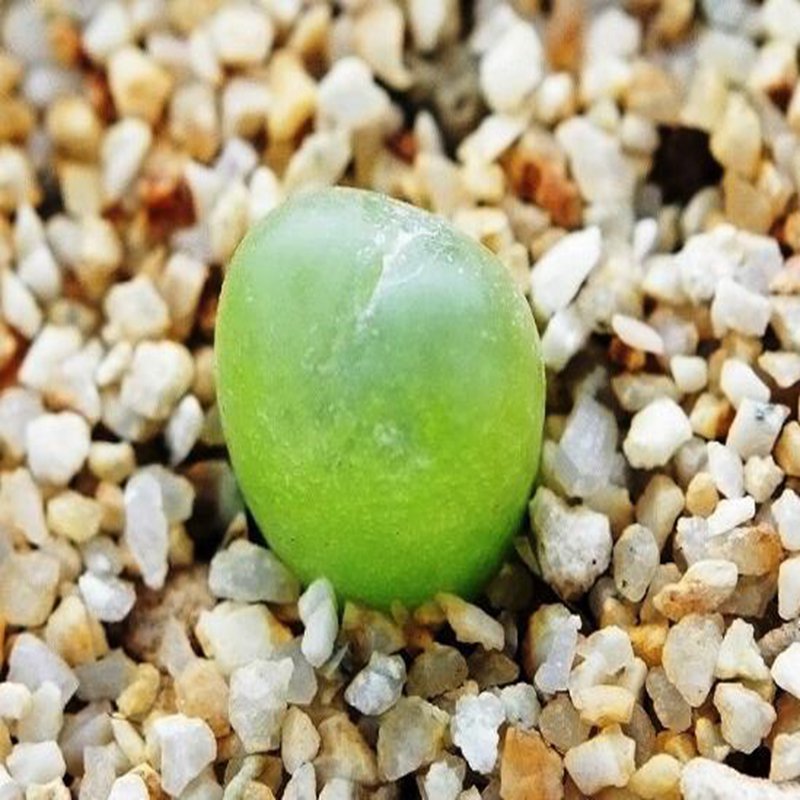 20Pcs a set conophytum 1430.47 Seed ProQgf