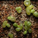 20Pcs a set CONOPHYTUM 1430.411 Seed ProQgf