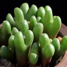 20Pcs a set CONOPHYTUM 1450.67 Seed ProQgf