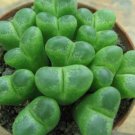 20Pcs a set conophytum 1453.75 Seed ProQgf
