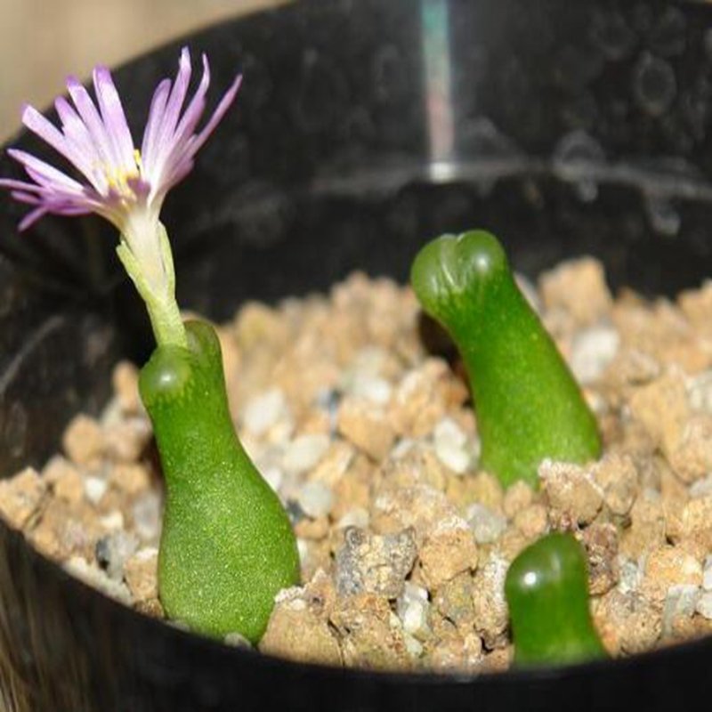20Pcs a set conophytum achabense SB.1600 Seed ProQgf