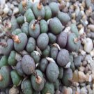20Pcs a set Conophytum advenum v. leightonii Seed ProQgf