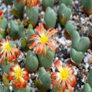20Pcs a set Conophytum bilobum abtusum Seed ProQgf