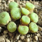 20Pcs a set Conophytum bilobum christiansenium Seed ProQgf