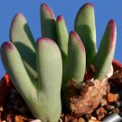 20Pcs a set Conophytum bilobum LAV8846 Seed ProQgf