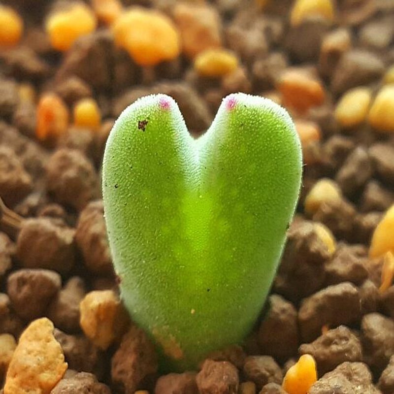 20Pcs a set Conophytum bilobum ssp. claviferans H&M2465 Seed ProQgf