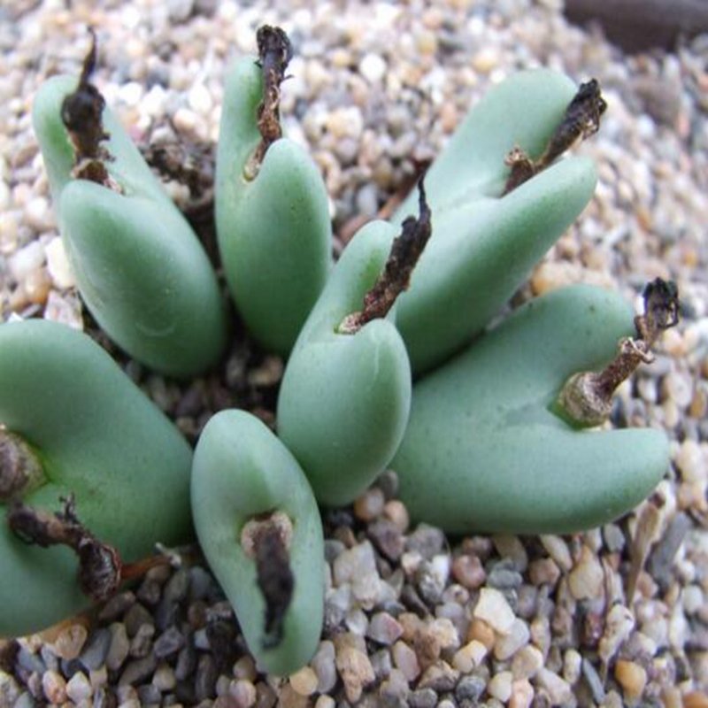 20Pcs a set Conophytum brevisectum Seed ProQgf