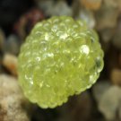 20Pcs a set conophytum burgeri SH 409 Aggeneys Seed ProQgf