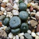 20Pcs a set conophytum comptonii Papkuilsfontein Seed ProQgf