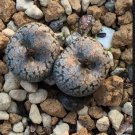 20Pcs a set conophytum comptonii SH312 85 Seed ProQgf