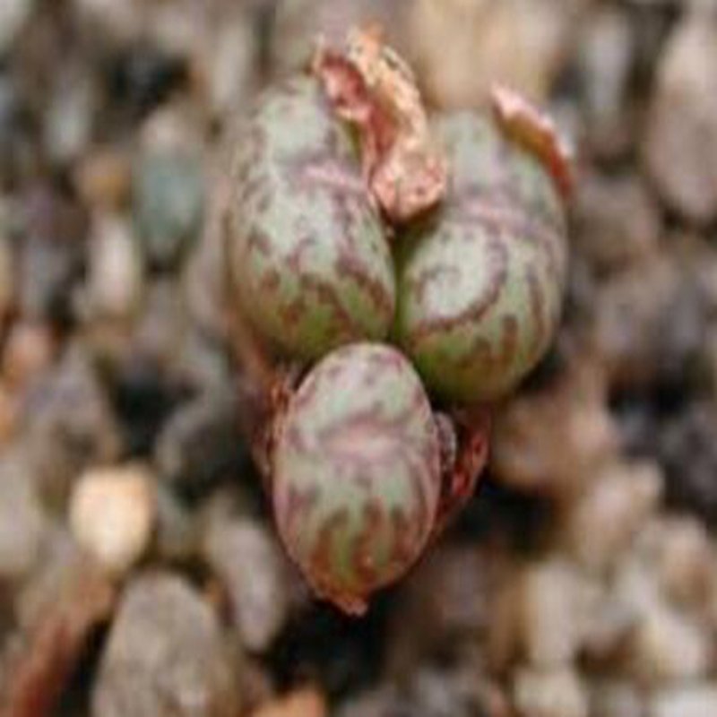 20Pcs a set conophytum Conspicuum Holbak Seed ProQgf
