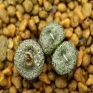 20Pcs a set conophytum CR1022 Seed ProQgf