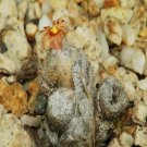 20Pcs a set conophytum CR1439 Seed ProQgf