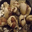 20Pcs a set Conophytum cupreatum Aasvoelkop Seed ProQgf