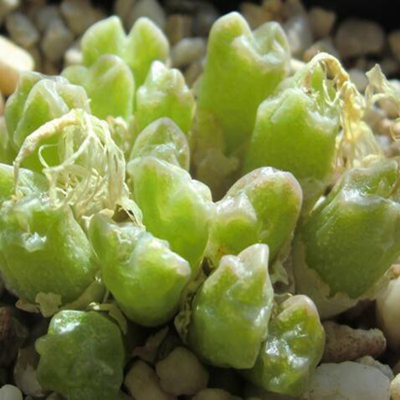 20Pcs a set Conophytum ectypum ssp sulcatum Seed ProQgf