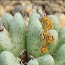 20Pcs a set CONOPHYTUM eenkokerense Seed ProQgf