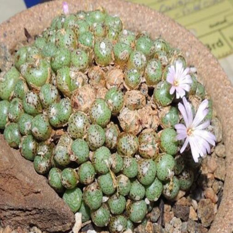 20Pcs a set Conophytum fraternum Seed ProQgf