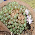 20Pcs a set Conophytum fraternum Seed ProQgf
