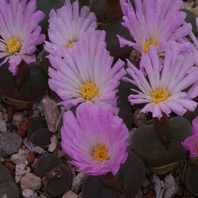 20Pcs a set conophytum friedrichii Eendoorn Seed ProQgf