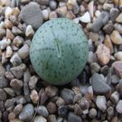 20Pcs a set Conophytum giftbergense Liebendal SB623 Seed ProQgf
