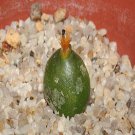 20Pcs a set Conophytum hammeri SH2108 Nababiepseberge Seed ProQgf