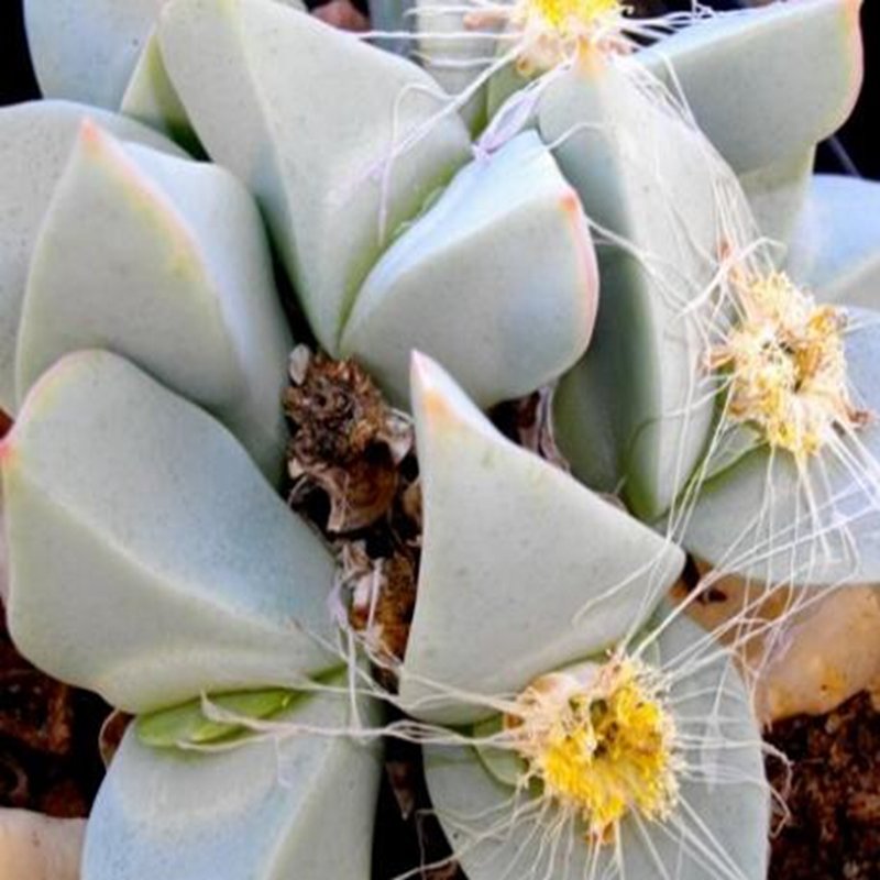 20Pcs a set Conophytum herreanthus subsp. herreanthus Seed ProQgf