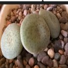 20Pcs a set Conophytum jucundum ssp. ruschii Seed ProQgf