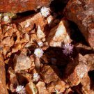 20Pcs a set conophytum lydiae R&Y1777 Seed ProQgf