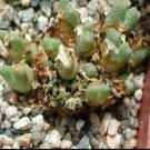 20Pcs a set conophytum marginatum littlewoodii Naroep Seed ProQgf