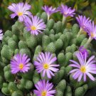 20Pcs a set Conophytum marginatum subsp. haramoepense Seed ProQgf