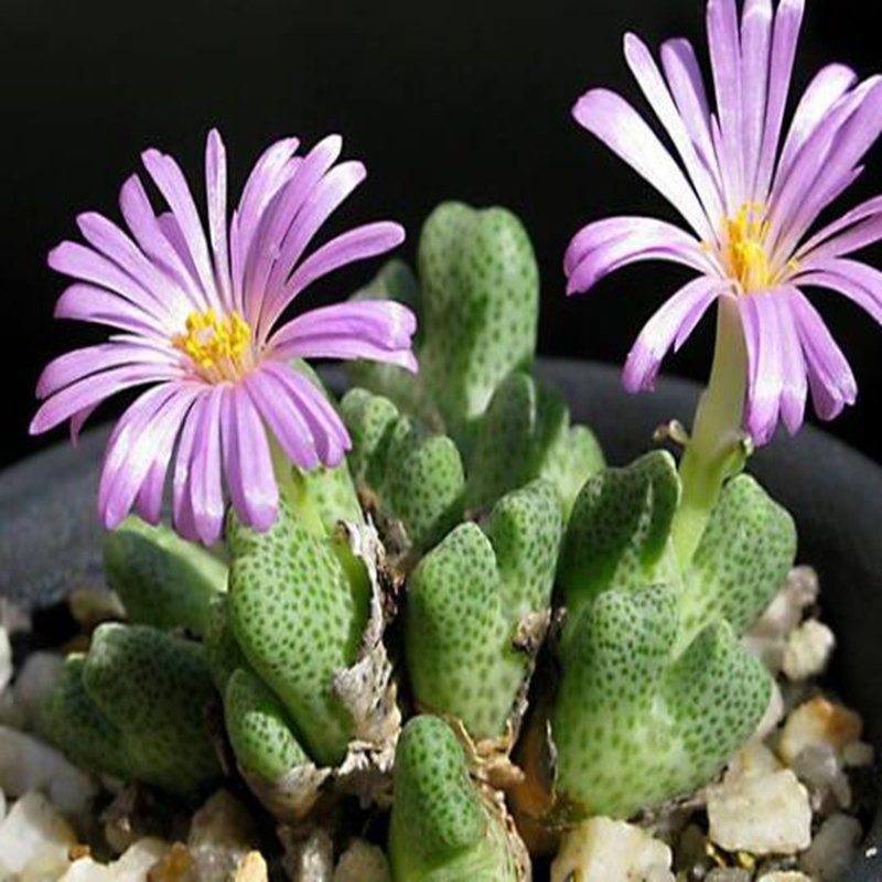 20Pcs a set Conophytum marginatum var. karamoepense Seed ProQgf