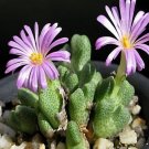 20Pcs a set Conophytum marginatum var. karamoepense Seed ProQgf