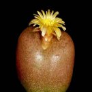 20Pcs a set conophytum maughanii 1430.5 Seed ProQgf