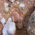 20Pcs a set conophytum maughanii 1430.46 Seed ProQgf