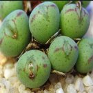 20Pcs a set Conophytum meyeri fma Leopardium Seed ProQgf