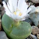 20Pcs a set conophytum MG1798 Seed ProQgf